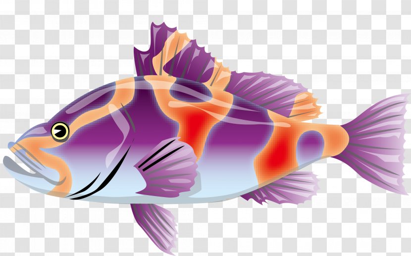 Adobe Illustrator Illustration - Marine Biology - Color Vector Fish Transparent PNG