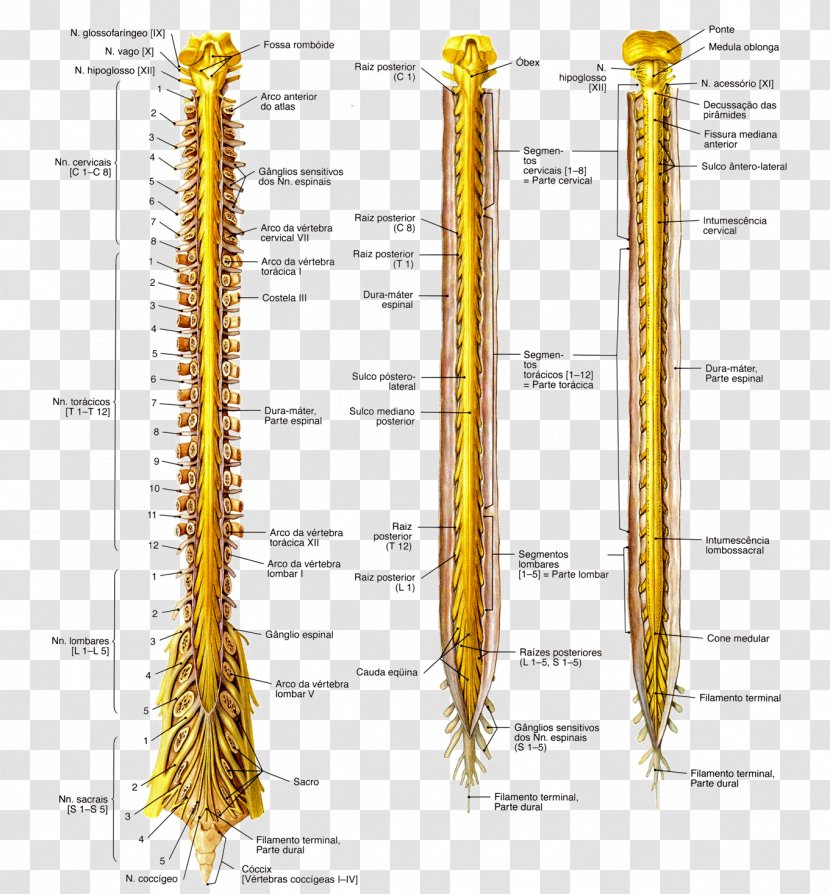 Anatomy Spinal Cord Nervous System Medulla Oblongata Nerve - Spinalis - Subarachnoid Space Transparent PNG