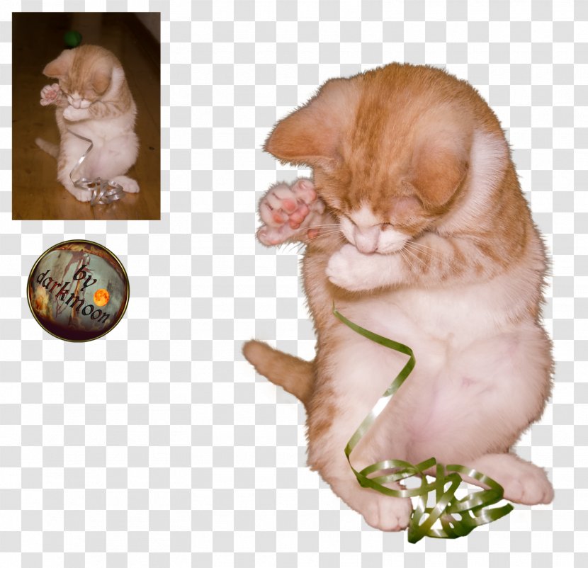 Kitten Whiskers Cat - Organism - Playing Transparent PNG