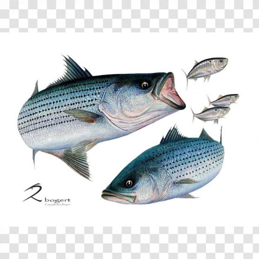 Striped Bass Sardine Mackerel Barramundi - Organism - Fish Transparent PNG