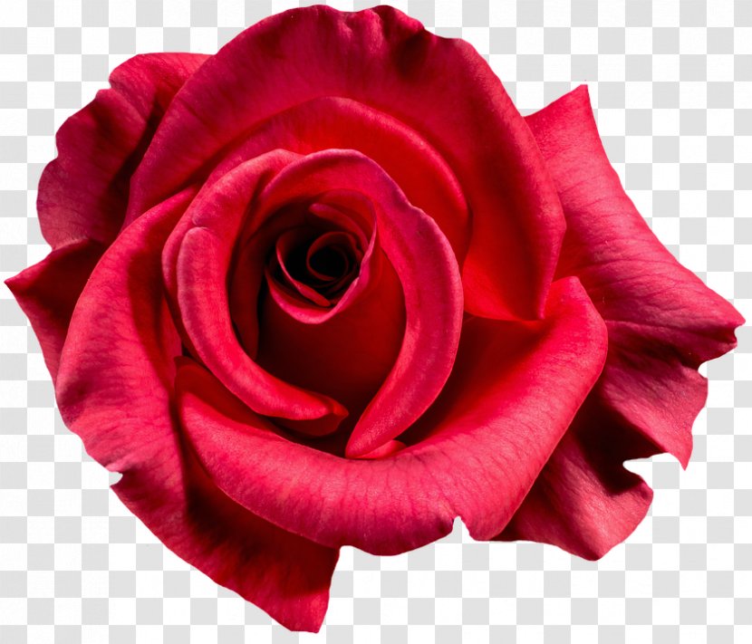 Damask Rose Rosa Gallica Flower Photography Transparent PNG