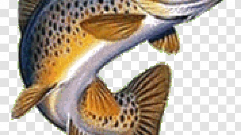 Brown Trout Rainbow Clip Art Brook - Walleye - Fish Transparent PNG