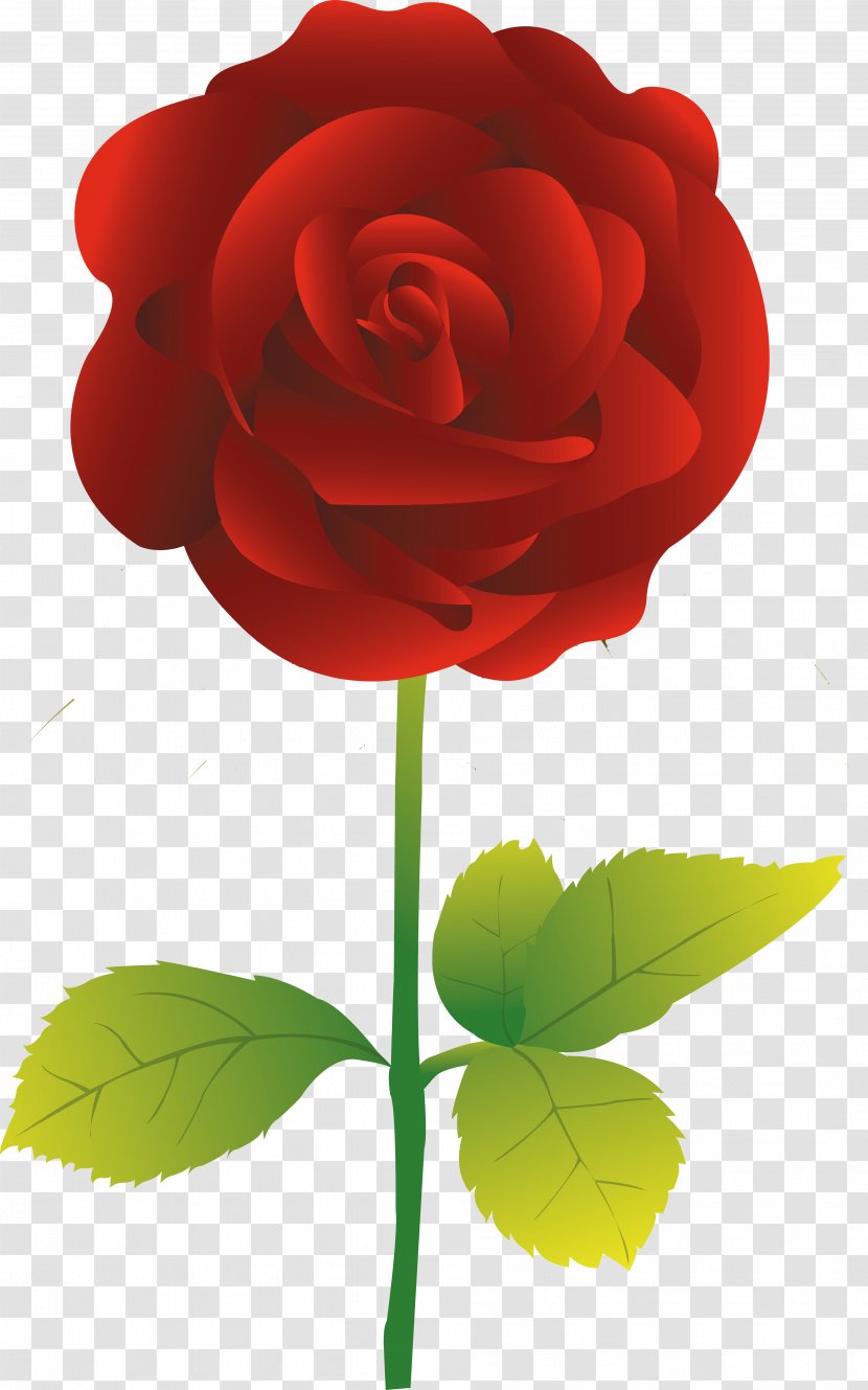 Garden Roses Flower - Blue Rose - Red Transparent PNG