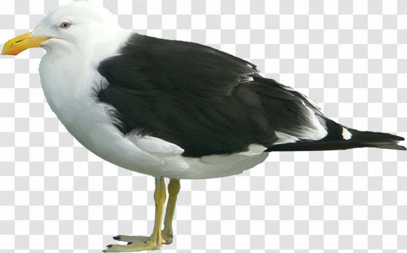 Great Black-backed Gull Clip Art - Black Backed - Blackbacked Transparent PNG