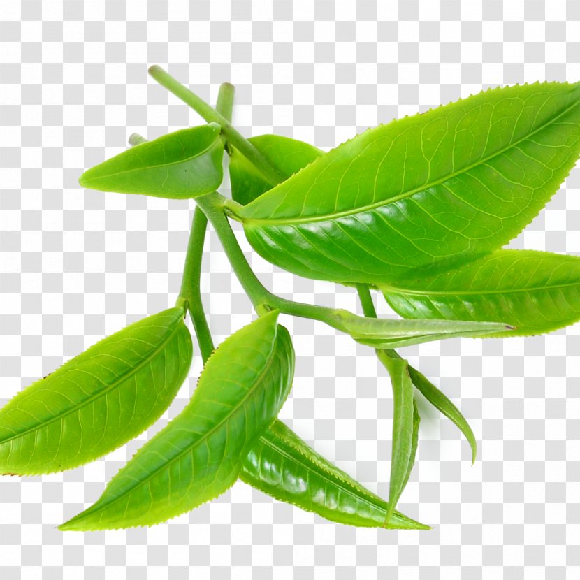 Green Tea Tree Oil Camellia Sinensis Peppermint - Leaves Transparent PNG