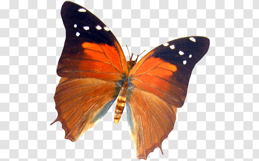 Butterfly - Moth - Monarch Transparent PNG