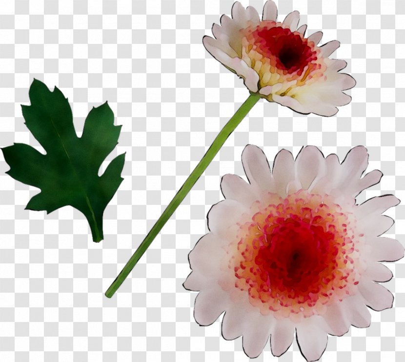 Transvaal Daisy - Artificial Flower Transparent PNG