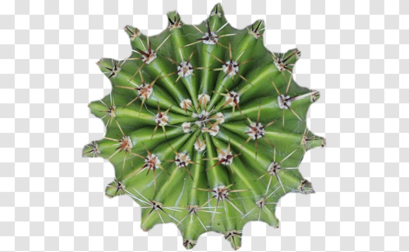 Cactaceae Plant Thorns, Spines, And Prickles Tree Flowerpot - Succulent - Cactus Transparent PNG