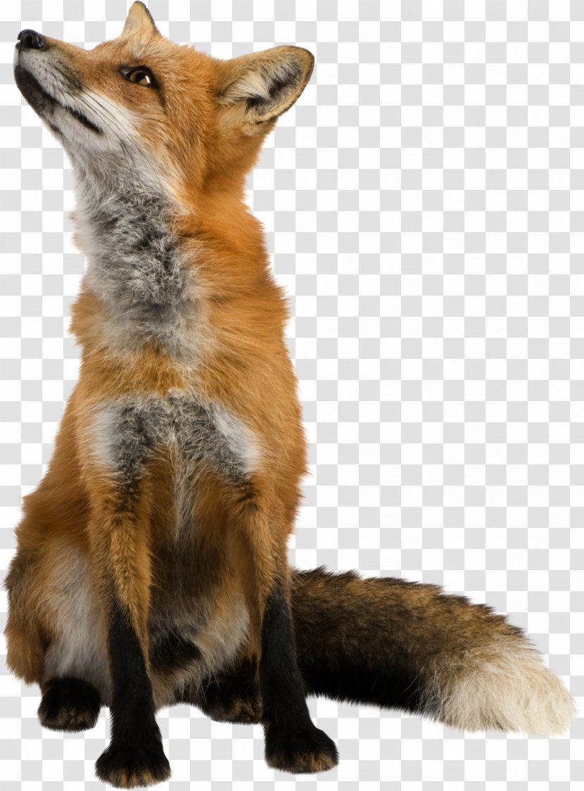 Arctic Fox Clip Art - Dog Like Mammal - Watercolor Animals Transparent PNG