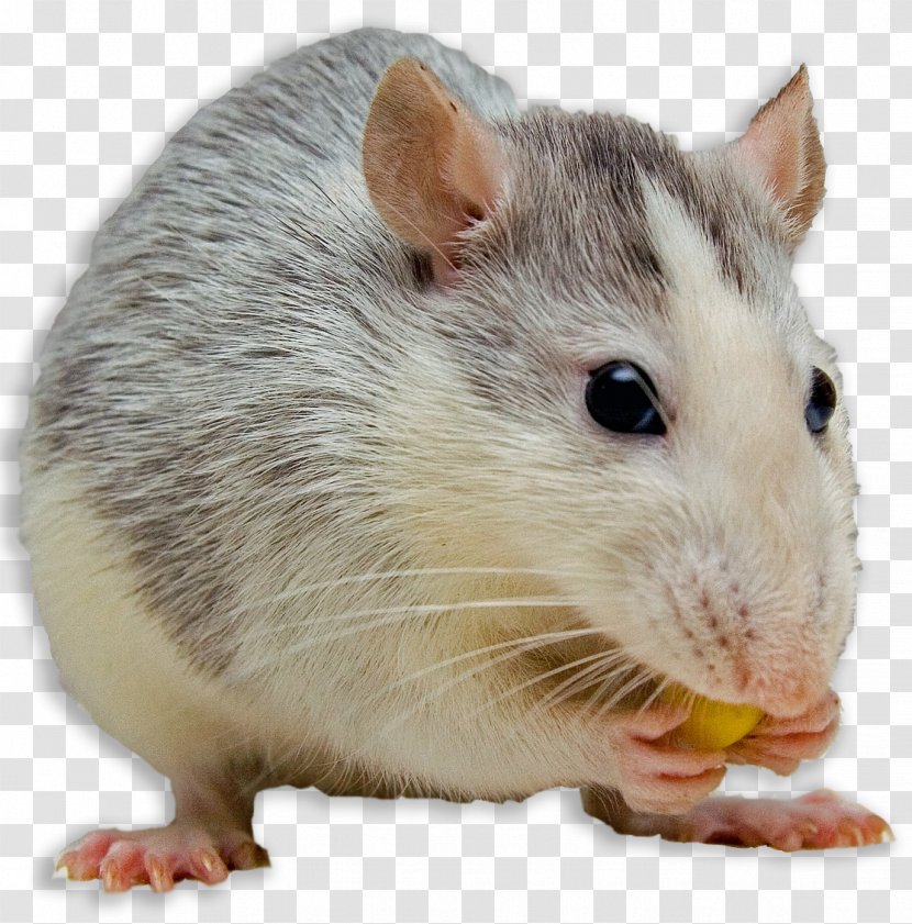 Mouse Black Rat Dog Fancy Female - Hamster - & Transparent PNG