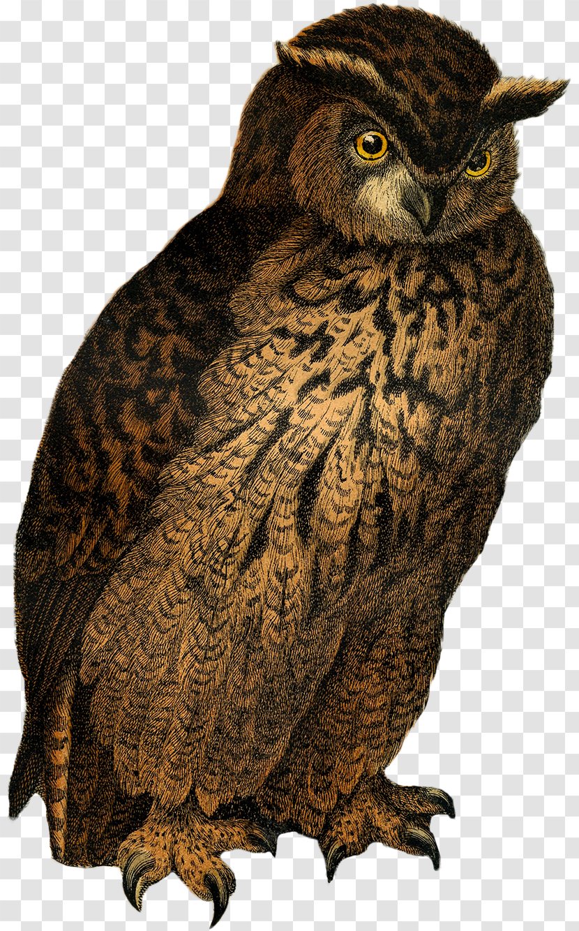 Great Grey Owl Drawing - Pattern Transparent PNG
