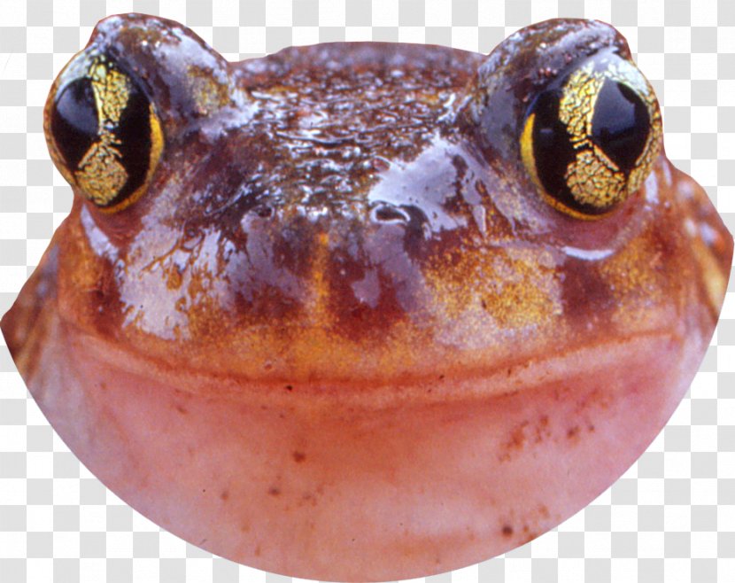 Northern Cricket Frog Tree Toad Southern Transparent PNG