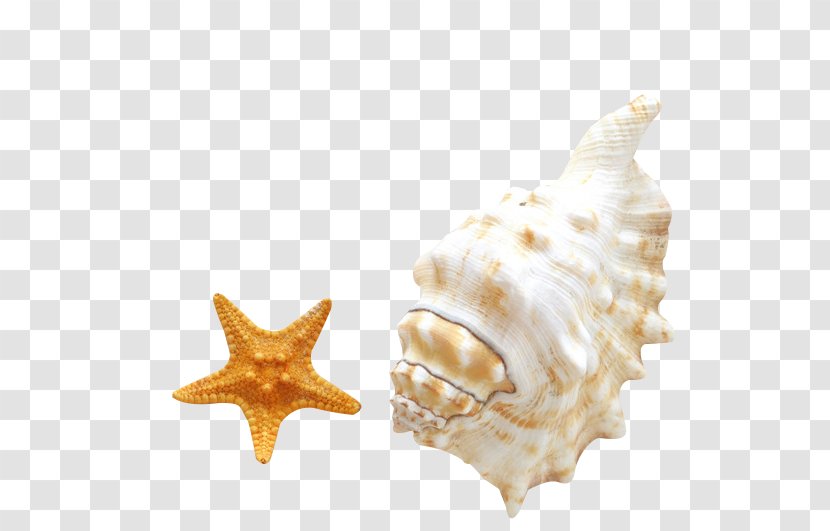 Seashell Android Beach Smartphone - Invertebrate - Conch Starfish HD Clips Transparent PNG