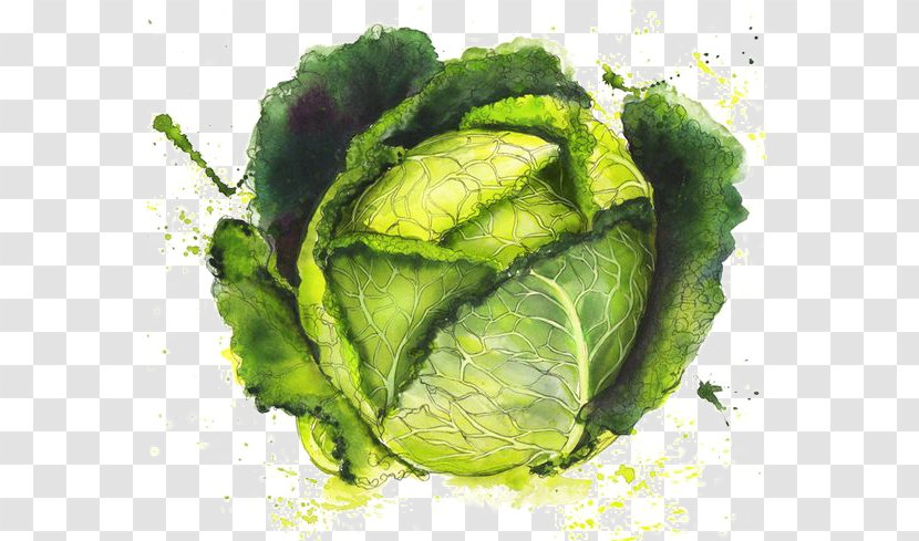 Juice Vegetable Food Georgina Luck Illustration - Cabbage Transparent PNG