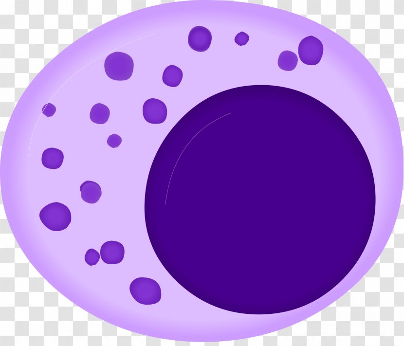 Lymphocyte Natural Killer Cell B Linfocito Grande Granular - Cytotoxicity - Blood Transparent PNG