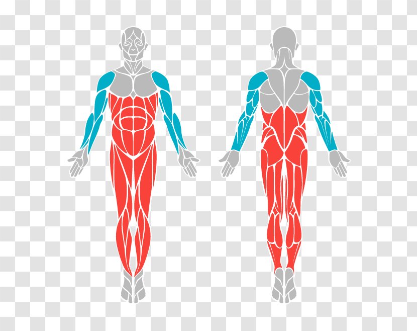 Muscle Vector Graphics Jump Ropes Human Body Muscular System - Tree - Outdoor Exercise Equipment Transparent PNG