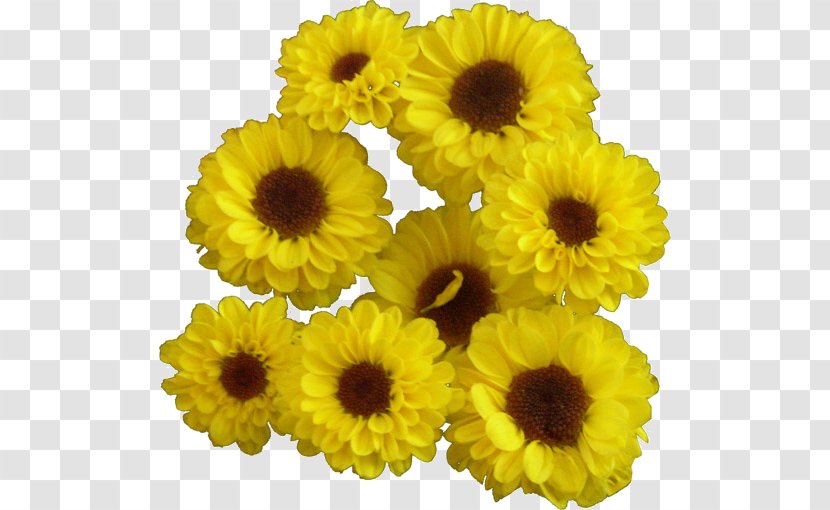 Common Sunflower Yellow Blume Cut Flowers - Chrysanths - Flower Transparent PNG
