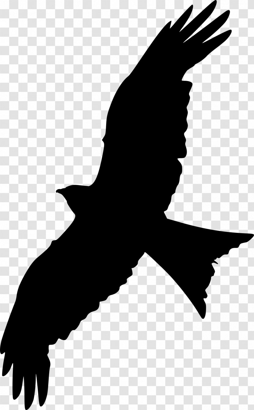 Bald Eagle Beak Clip Art Fauna Silhouette - Bird Of Prey Transparent PNG