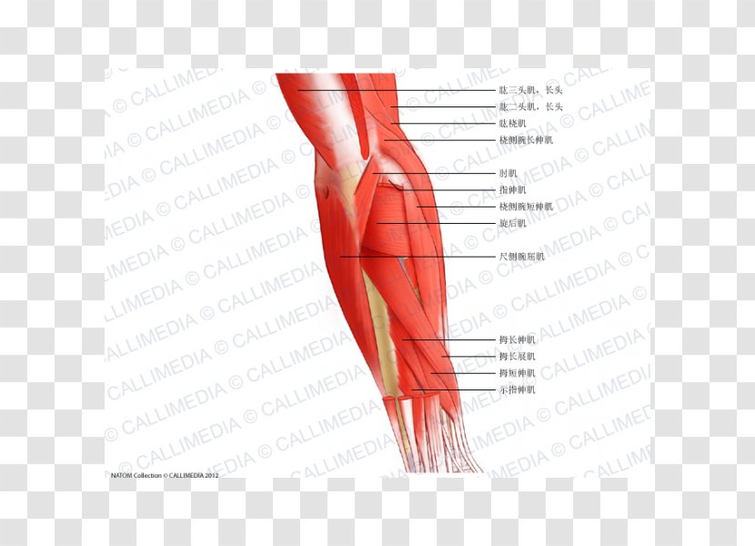 Thumb Elbow Muscle Posterior Compartment Of The Forearm - Heart - Arm Transparent PNG