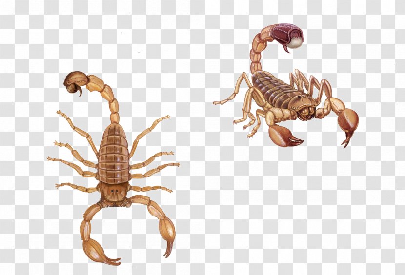 Scorpion Sting Poison - Arthropod - Two Scorpions Transparent PNG