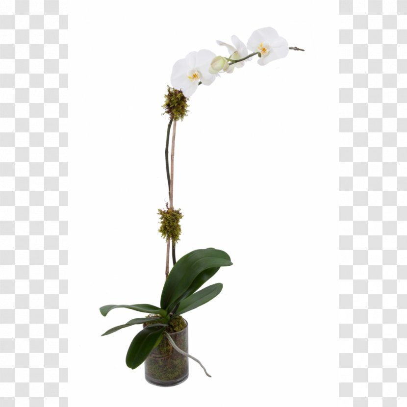 Moth Orchids Flower Plant Stem - Twig Transparent PNG