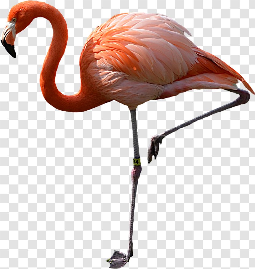 Flamingo Bird Clip Art Transparent PNG