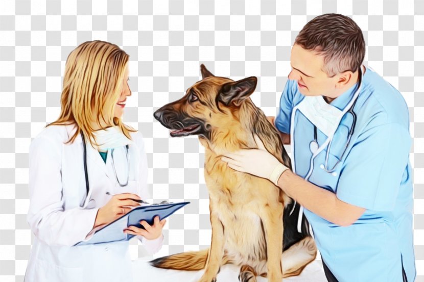 Dog German Shepherd Breed Veterinarian Medical Assistant - Equipment - Ear Transparent PNG
