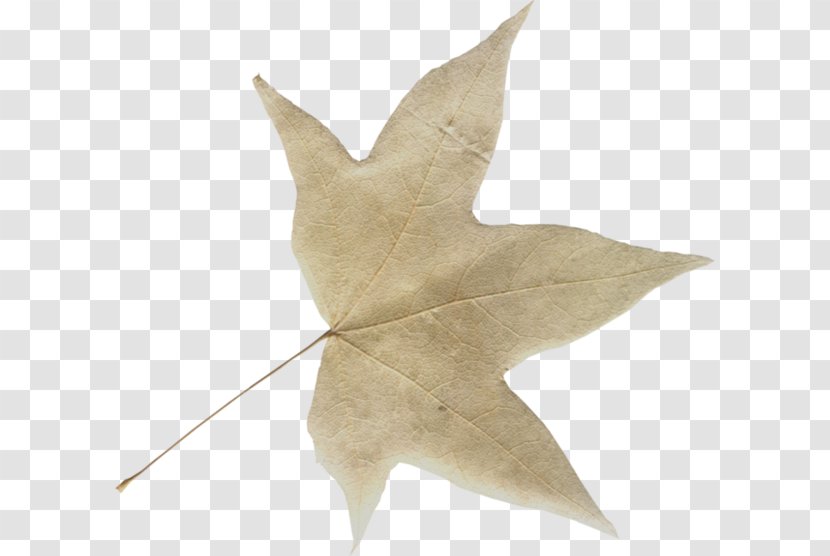 Leaf Autumn The Register BP - Plant Transparent PNG