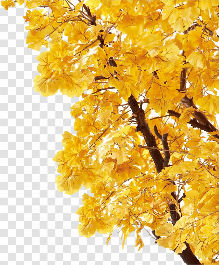 Autumn Yellow Leaf Deciduous Poster - Leaves Transparent PNG