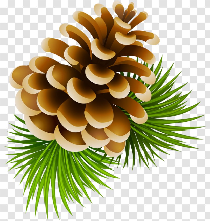 Conifer Cone Stock Photography Pine Royalty-free Transparent PNG