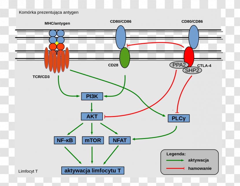 CTLA-4 CD28 T-cell Receptor Cell Signaling T - Signal Transduction Transparent PNG