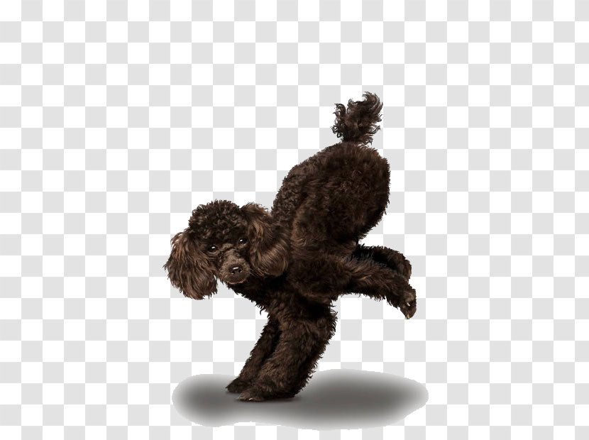 Chihuahua Golden Retriever Poodle Yoga Dogs - Naughty Dog Transparent PNG