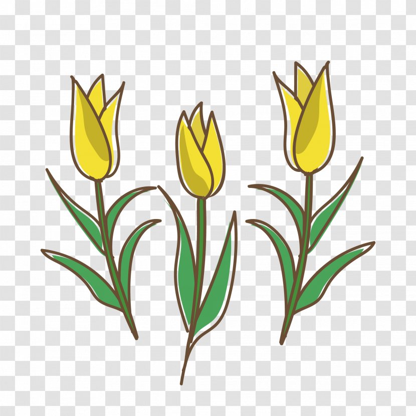 Tulip Yellow White Red - Plant Stem Transparent PNG