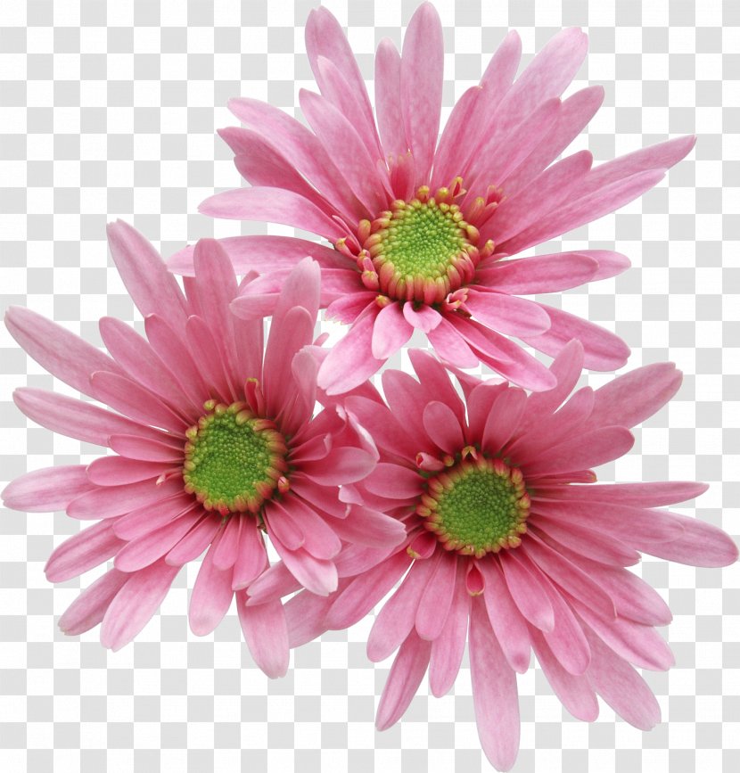 Pink Flowers Rose - Aster - Gerbera Transparent PNG