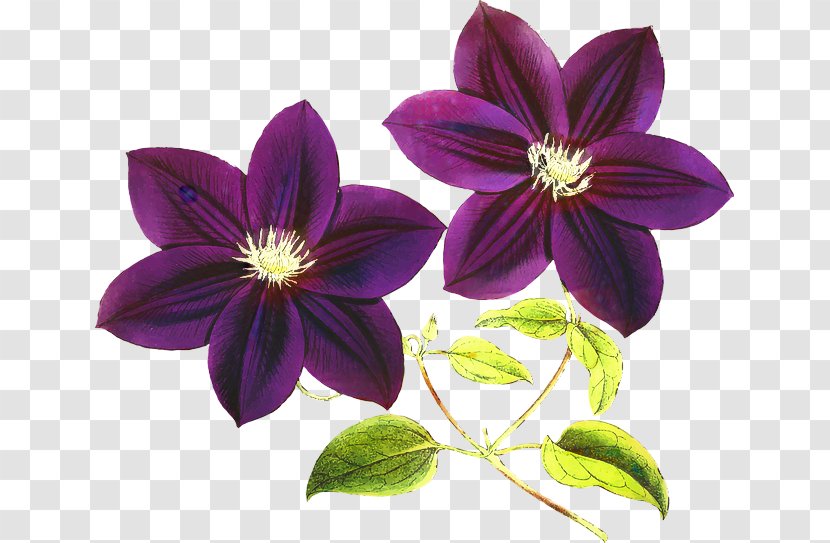Clip Art Purple Flower Violet - Wood Sorrel Family Transparent PNG