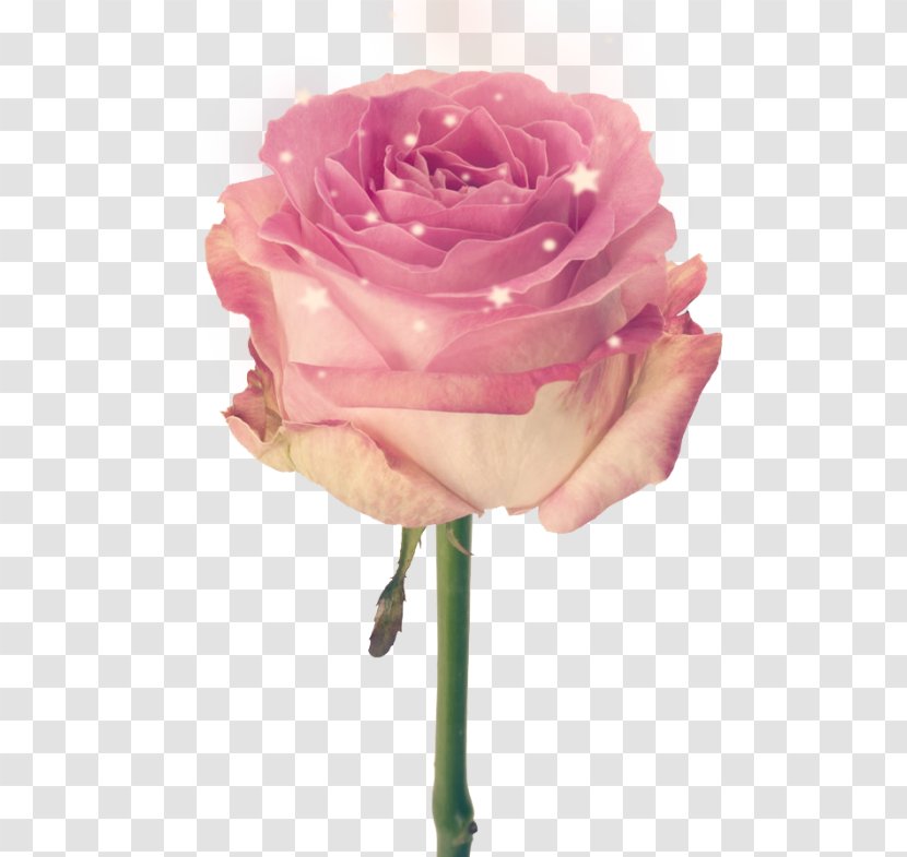 Cut Flowers Pink Garden Roses - Flower Bouquet Transparent PNG