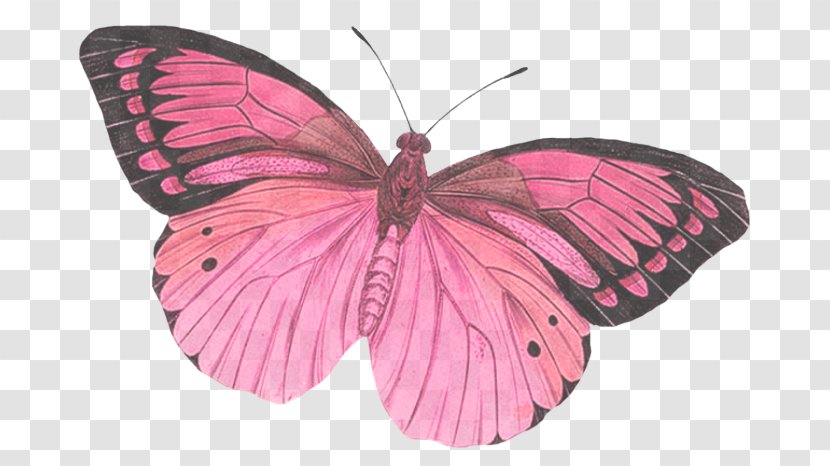 Moths And Butterflies Butterfly Insect Pink Pollinator - Lycaenid Pieridae Transparent PNG
