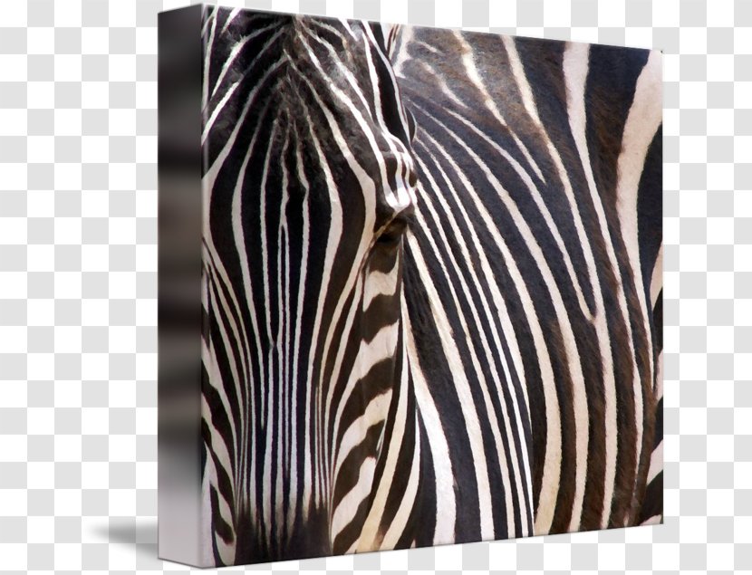 White Zebra Wildlife - Animal Stripes Transparent PNG