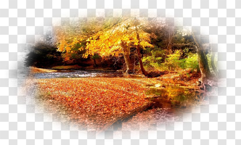Desktop Wallpaper Forest 1080p - Autumn Leaf Color Transparent PNG