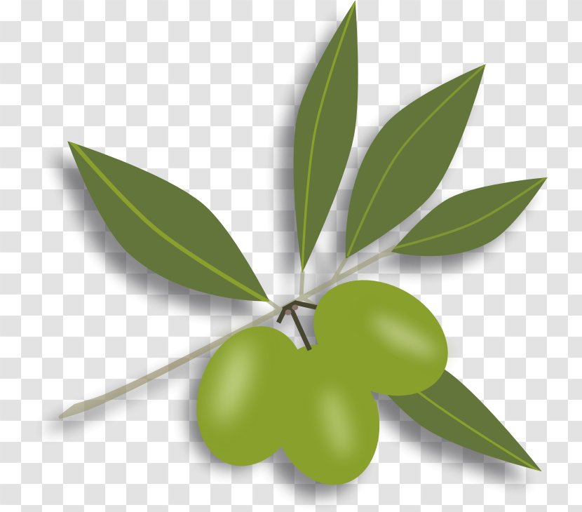 Olive Oil Leaf Clip Art - Green Transparent PNG