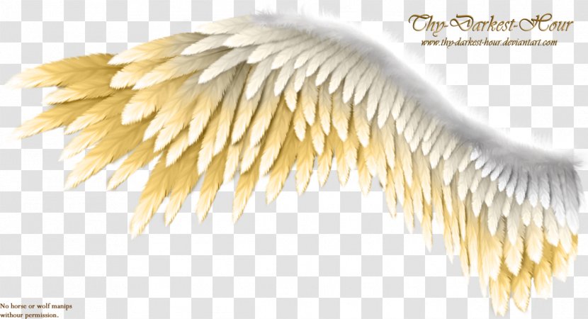 Wing Kreyol Chante Konprann Feather - Dsign Transparent PNG