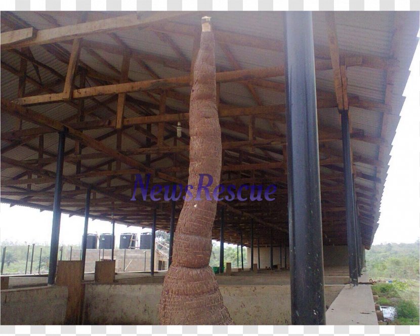 Cassava Osiele Tapioca Tuber Abeokuta Transparent PNG