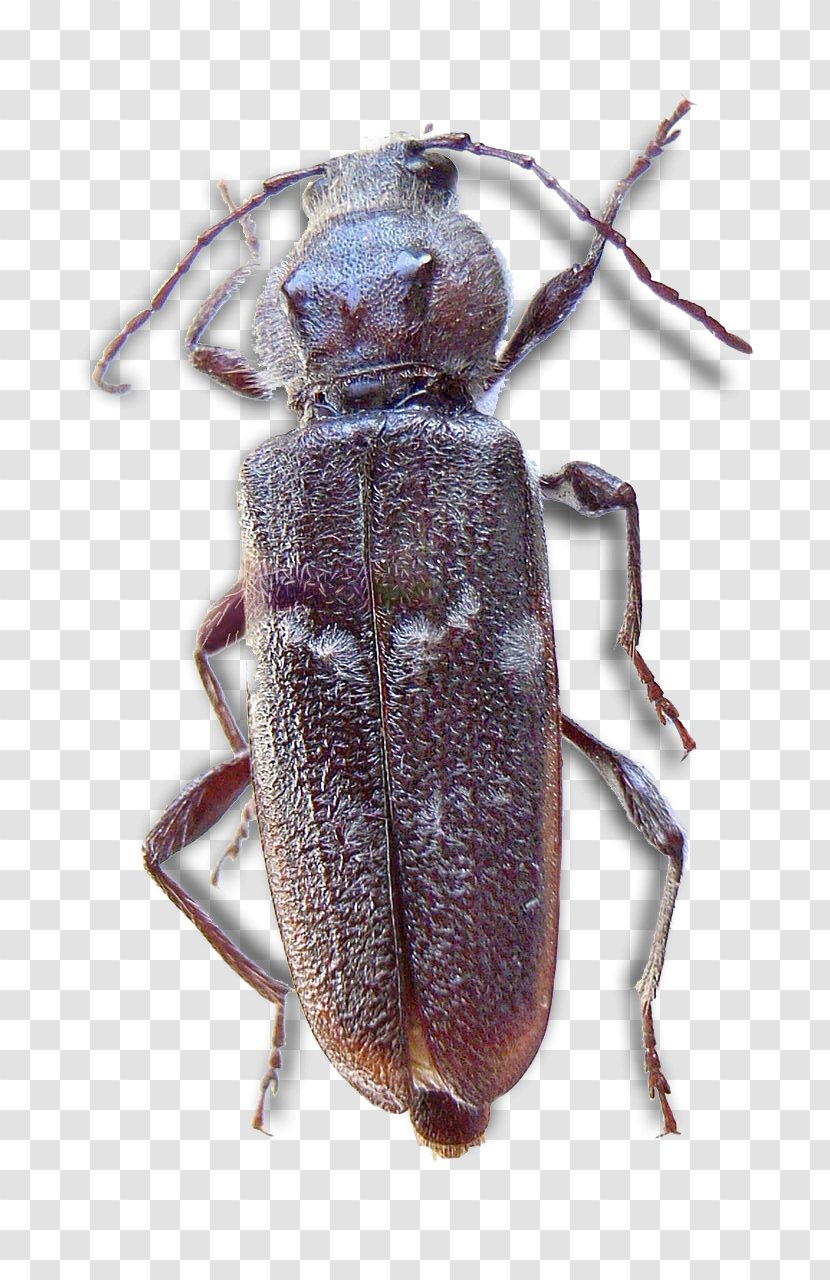 Weevil Longhorn Beetle Scarabs Hylotrupes - Bostrichoidea Transparent PNG