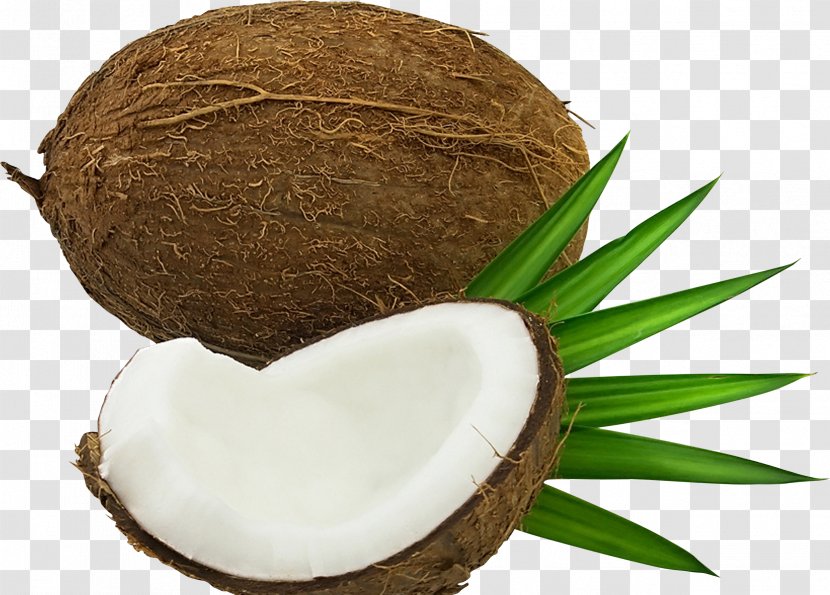 Coconut Water - Archive File - Tree Transparent PNG