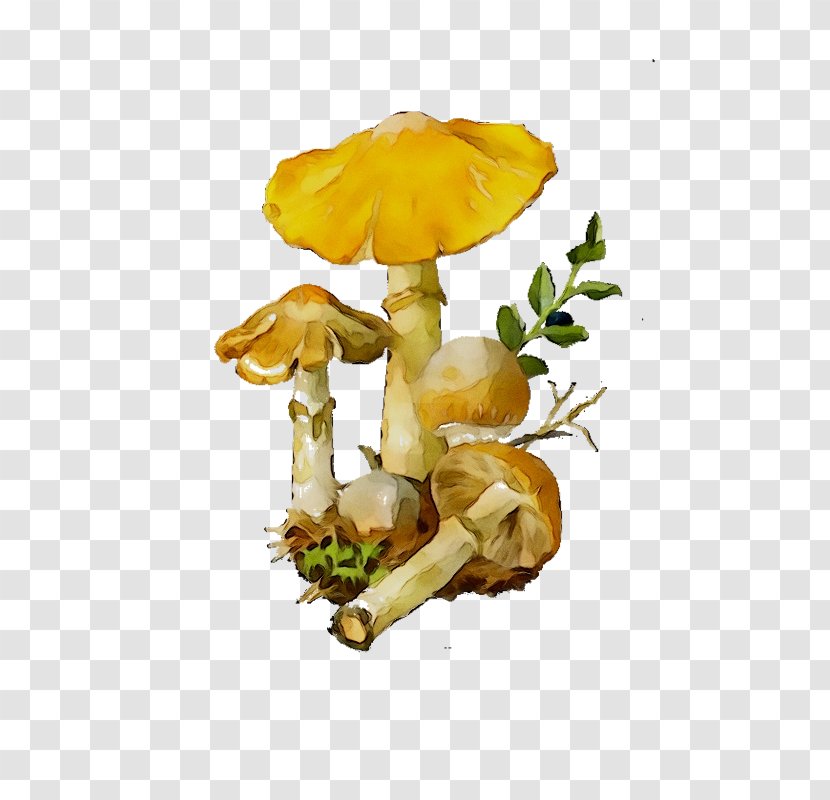 Edible Mushroom Fungus Suillus Luteus Cortinarius Caperatus - Amanita - Yellow Transparent PNG