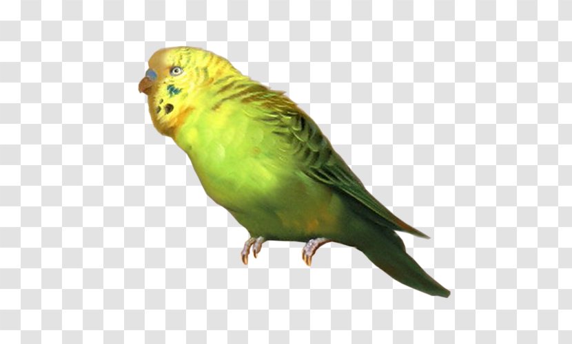Budgerigar Lovebird Cockatiel Parrot Transparent PNG