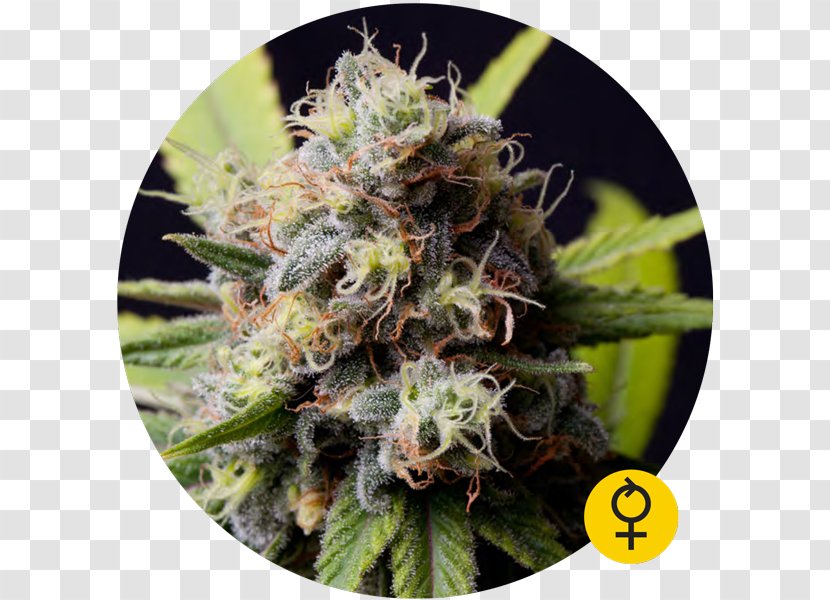 The Bulldog Seed Bank Autoflowering Cannabis - Breed Transparent PNG