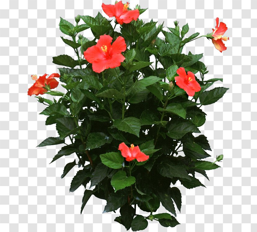 Shoeblackplant Houseplant Flower Plants In Winter - Hibiscus - Pot Plant Transparent PNG