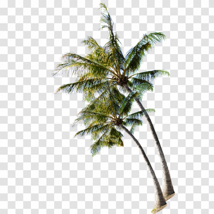 Beach Tree Coconut - Arecales - On The Summer Transparent PNG