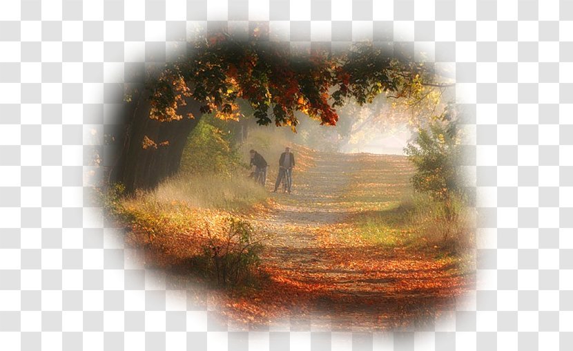 Poland Tree Autumn Photography Landscape - Blog Transparent PNG